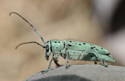  Saperda punctata (Linnaeus, 1767)