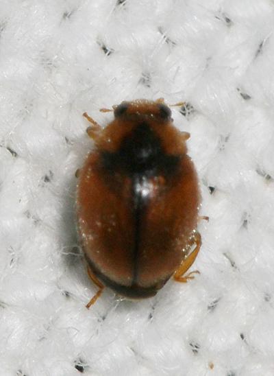  Scymnus Kugelann, 1794