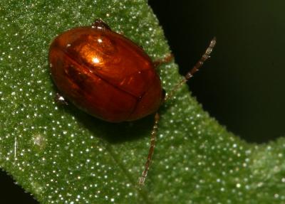  Sphaeroderma rubidum (Graells, 1858)