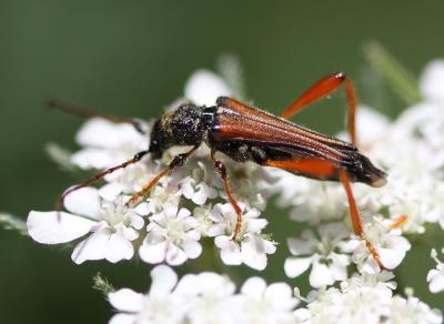 Sténoptère roux Stenopterus rufus (Linnaeus, 1767)