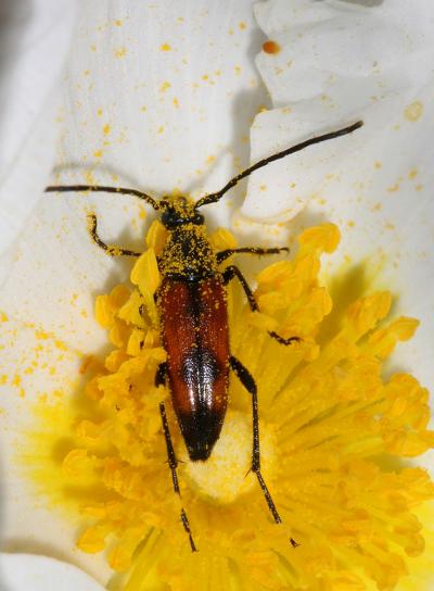  Stenurella bifasciata (Müller, 1776)