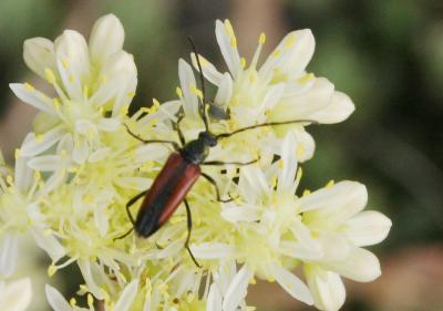  Stenurella melanura (Linnaeus, 1758)