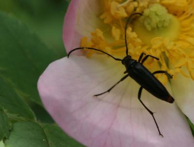 Lepture noir Stenurella nigra (Linnaeus, 1758)