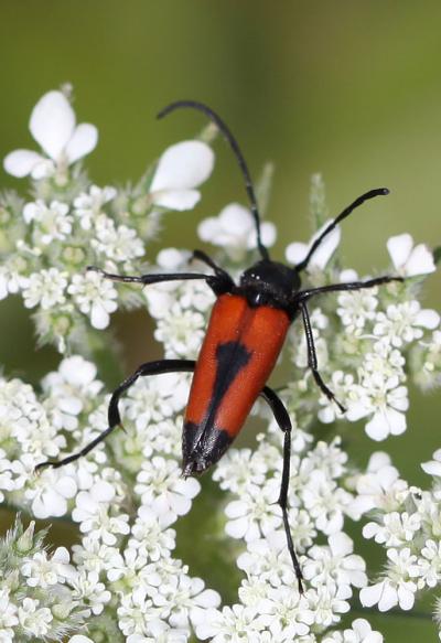  Stictoleptura cordigera (Fuessly, 1775)
