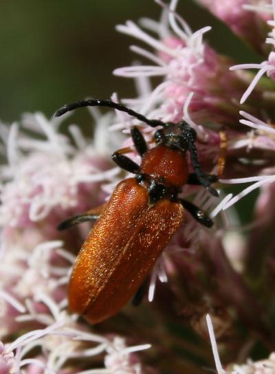 Lepture rouge Stictoleptura rubra (Linnaeus, 1758)