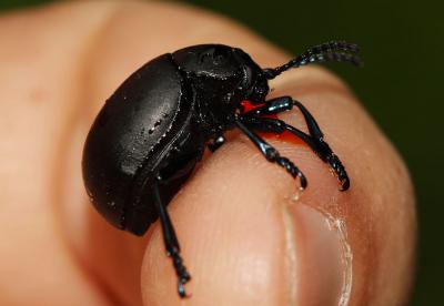 Crache-sang Timarcha tenebricosa (Fabricius, 1775)