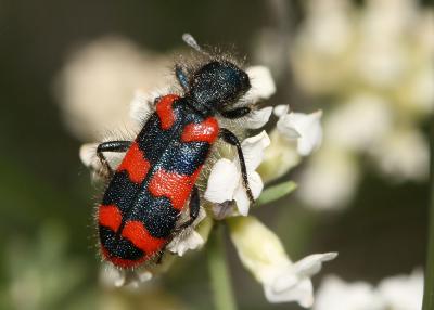 Clairon des ruches Trichodes alvearius (Fabricius, 1792)