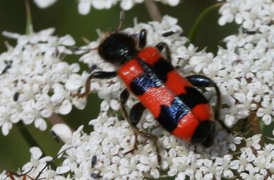 Clairon des abeilles Trichodes apiarius (Linnaeus, 1758)