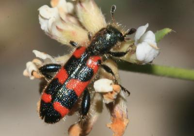 Clairon à épaulettes Trichodes leucopsideus (Olivier, 1795)