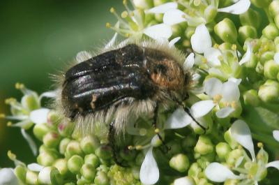  Tropinota hirta (Poda, 1761)