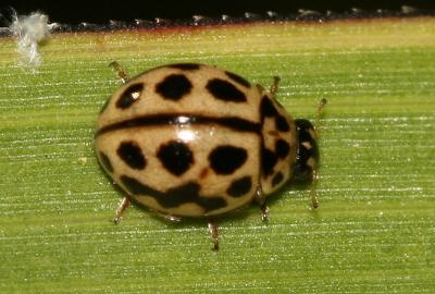  Tytthaspis sedecimpunctata (Linnaeus, 1760)