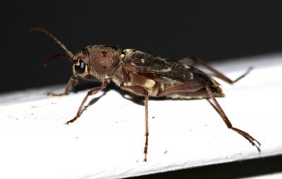  Xylotrechus stebbingi Gahan, 1906