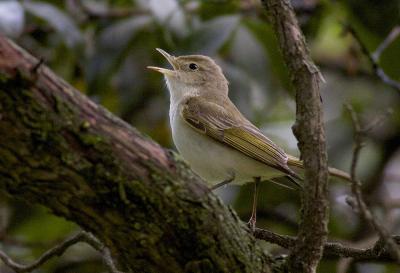 Pouillot de Bonelli Phylloscopus bonelli (Vieillot, 1819)