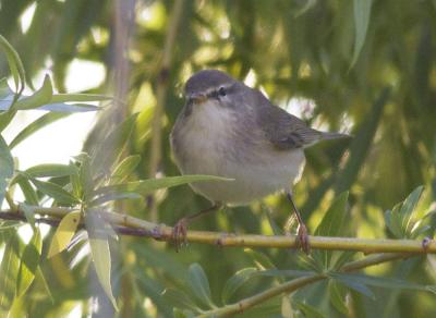 Pouillot fitis Phylloscopus trochilus (Linnaeus, 1758)