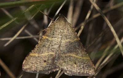 Pétrophore narbonnaise (La) Perigune narbonea (Linnaeus, 1767)