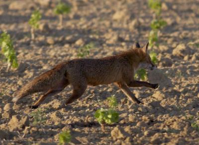 Renard roux Vulpes vulpes (Linnaeus, 1758)