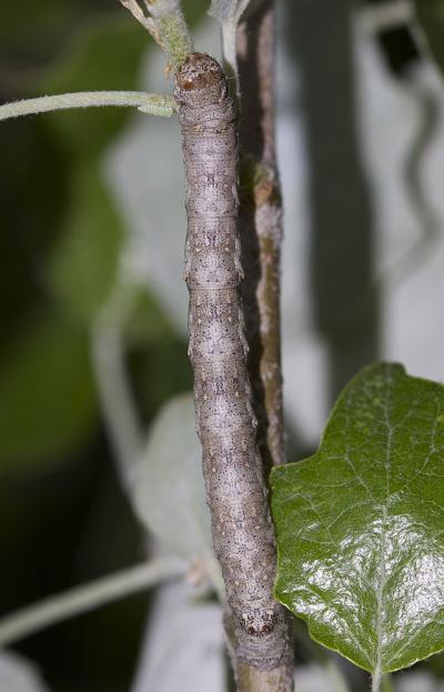Himère-plume (L'), Phalène emplumée (La) Colotois pennaria (Linnaeus, 1760)