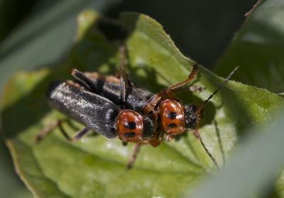  Cantharis annularis Ménétriés, 1836