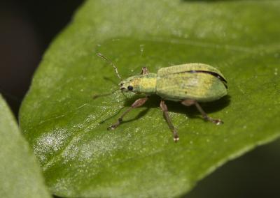 Charançon vert pâle Polydrusus impressifrons Gyllenhal, 1834