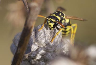  Polistes gallicus (Linnaeus, 1767)