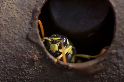 Guêpe poliste Polistes dominula (Christ, 1791)