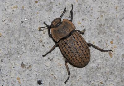 Opâtre des sables Opatrum sabulosum (Linnaeus, 1758)
