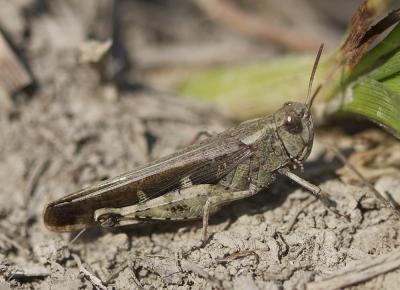 OEdipode automnale, Criquet farouche  Aiolopus strepens (Latreille, 1804)
