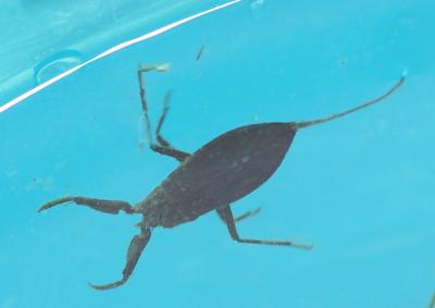 Nèpe cendrée, Nèpe rousse, Scorpion d'eau, Punaise Nepa cinerea Linnaeus, 1758