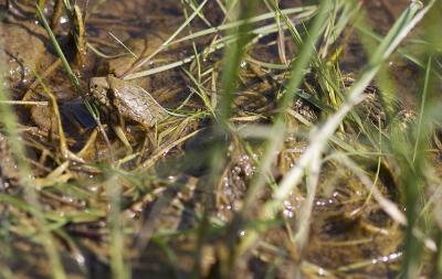 Couleuvre vipérine Natrix maura (Linnaeus, 1758)