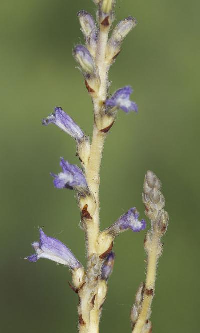 Orobanche rameuse, Orobanche ramifiée Phelipanche ramosa (L.) Pomel, 1874