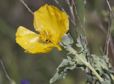 Glaucière jaune, Pavot jaune des sables Glaucium flavum Crantz, 1763