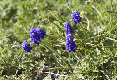 Muscari à grappes, Muscari négligé Muscari neglectum Guss. ex Ten., 1842