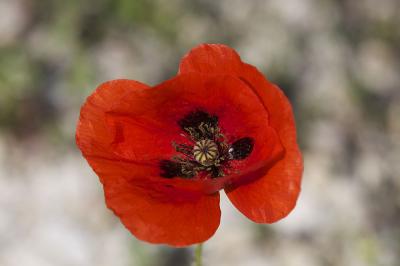 Coquelicot Papaver rhoeas L., 1753