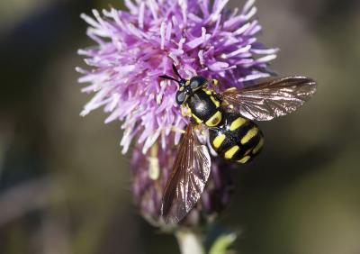 Chrysotoxum intermedium (Meigen, 1822)