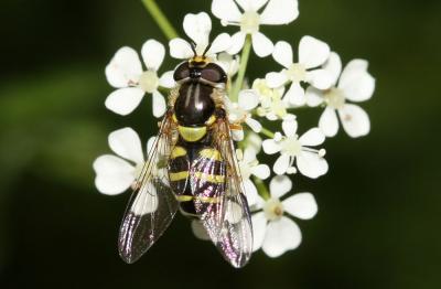  Dasysyrphus albostriatus (Fallén, 1817)