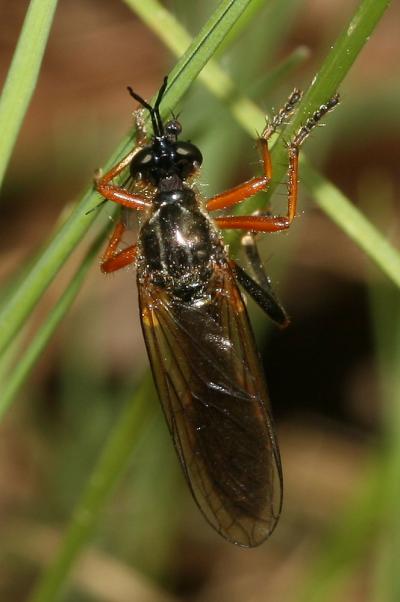  Dioctria rufipes (De Geer, 1776)