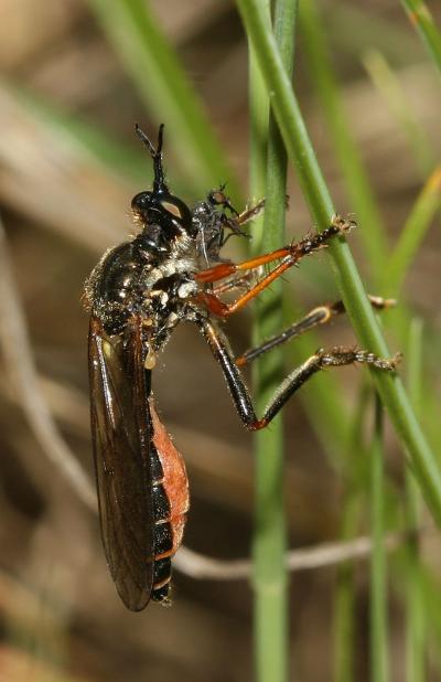  Dioctria rufipes (De Geer, 1776)