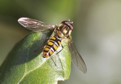  Episyrphus balteatus (De Geer, 1776)