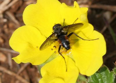  Eriothrix rufomaculatus (De Geer, 1776)