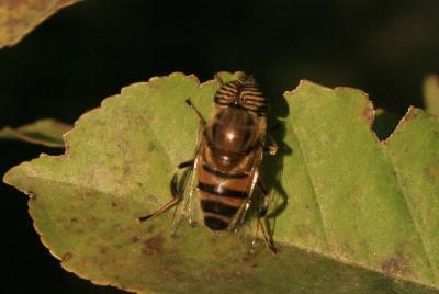  Eristalinus taeniops (Wiedemann, 1818)