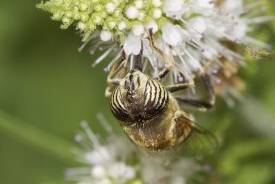  Eristalinus taeniops (Wiedemann, 1818)