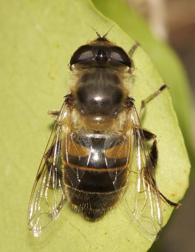 Eristale gluante, Mouche pourceau Eristalis tenax (Linnaeus, 1758)