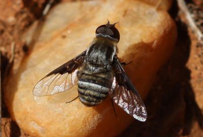  Exhyalanthrax afer (Fabricius, 1794)