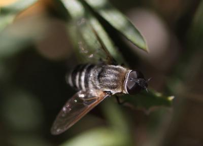  Exhyalanthrax muscarius (Pallas, 1818)