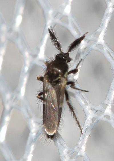  Forcipomyia Meigen, 1818
