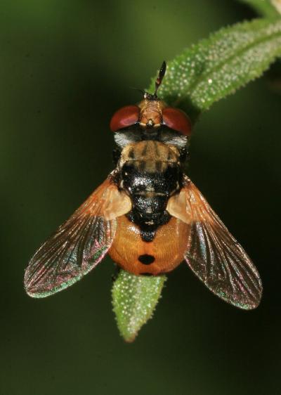 Gymnosoma rotundatum (Linnaeus, 1758)