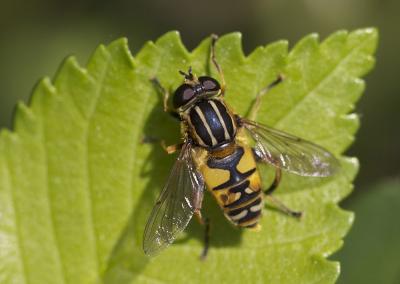  Helophilus pendulus (Linnaeus, 1758)