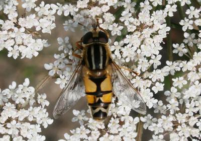  Helophilus trivittatus (Fabricius, 1805)