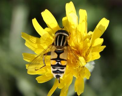  Helophilus trivittatus (Fabricius, 1805)