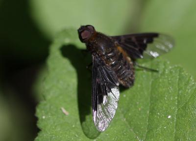  Hemipenthes morio (Linnaeus, 1758)